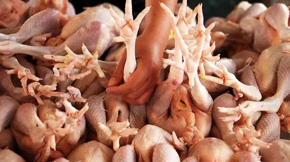 آخرین تحولات بازار مرغ/ قیمت مرغ در بازار به ثبات رسید