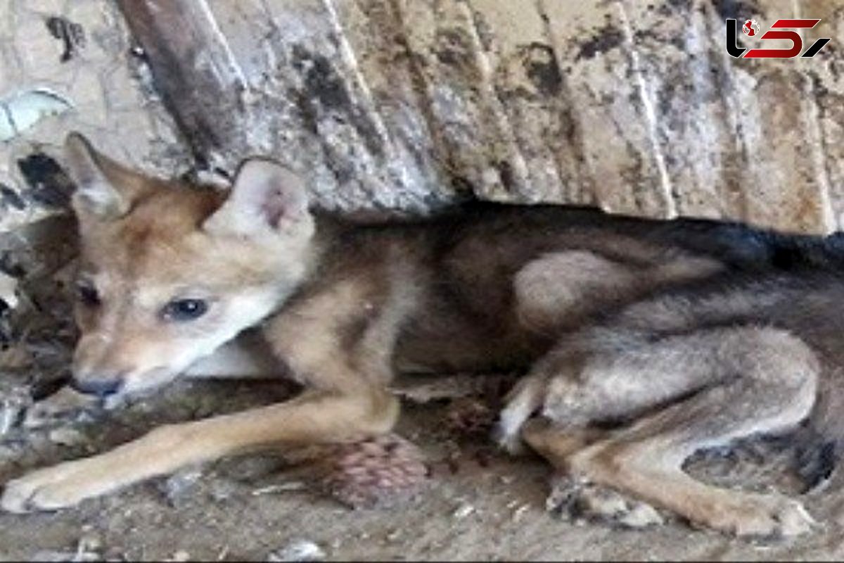 خانواده همدانی با یک  گرگ زندگی می کردند