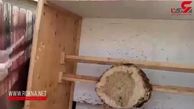 توانایی حیرت انگیز مرد جوان در پرتاب چاقو + فیلم