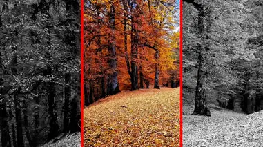 فیلم راه رفتن روی فرش برگ های خشک جنگل مازندران