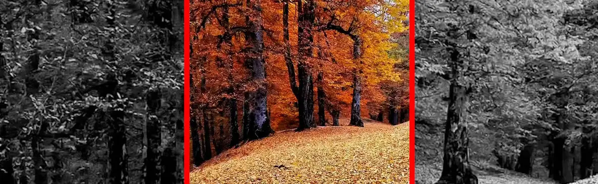 فیلم راه رفتن روی فرش برگ های خشک جنگل مازندران