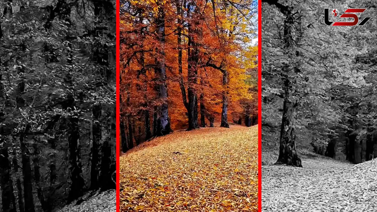 فیلم راه رفتن روی فرش برگ های خشک جنگل مازندران