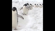 حرکت منظم پنگوئن ها در یک صف + فیلم