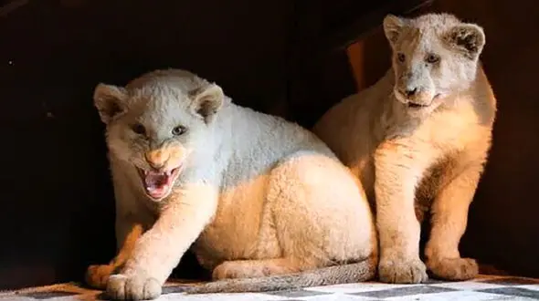 انتقال ۲ شیر سفید آفریقایی به تهران / برای آنها اسم انتخاب کنید!