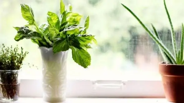 فوت و فن های کاشت این سبزی خوشمزه در خانه