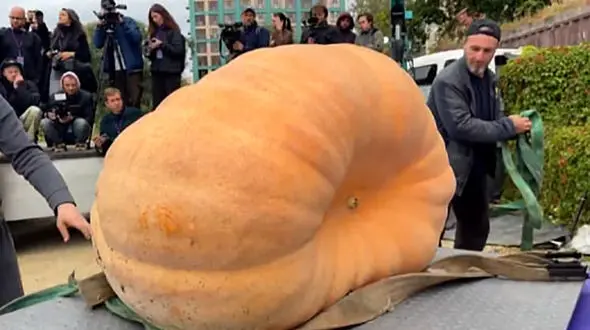 کدو تنبل یک تنی؛ رکوردی شگفت‌ انگیز در دنیای کشاورزی / فیلم