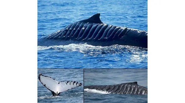 این نهنگ زخمی شما را متاثر می کند + عکس 