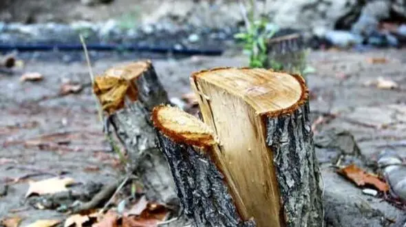 قلع ‌و قمع درختان چیتگر پیش چشم شهروندان+فیلم