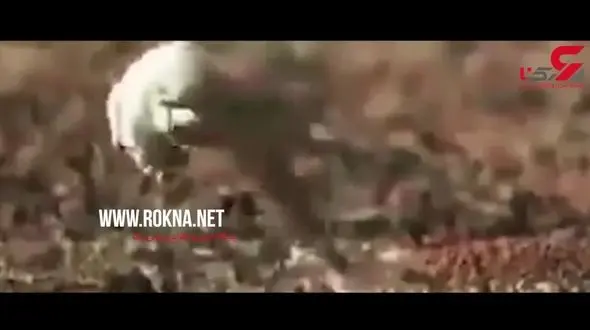 شگرد دیدنی خدنگ مارکش برای فرار از حمله مرگبار مار کبرا! + فیلم