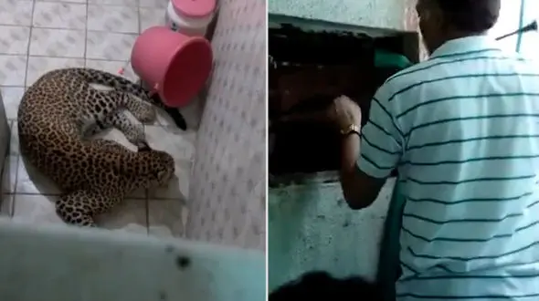 وحشت مرد خانه از مشاهده کردن حیوانی درنده +فیلم