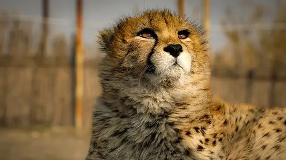 معماریان: "پیروز" مبتلا به نارسایی حاد کلیوی شد که مادرزادی نیست/ دستگیری فعالان محیط زیست آسیب بزرگ به حفاظت از یوز وارد کرد