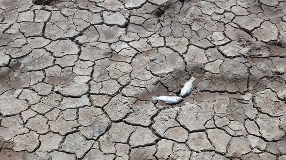 مرگ بی‌صدای تالاب انزلی؛ وقتی سازمان حفاظت از محیط زیست فقط تماشا می‌کند + فیلم