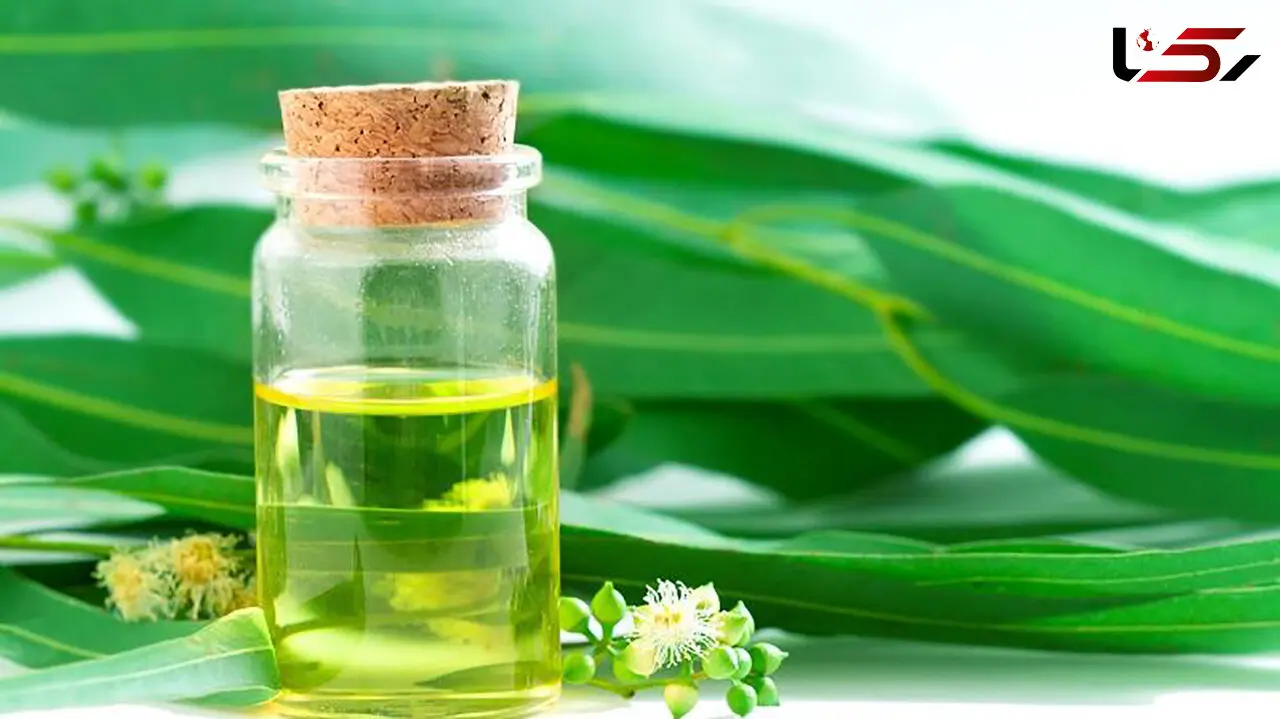 فواید اکالیپتوس برای سلامت بدن + روش مصرف