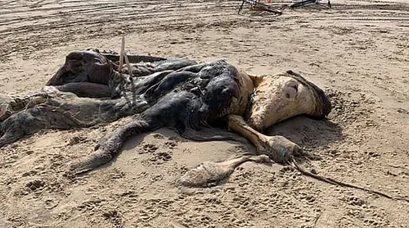 پیدا شدن جانور عجیب الخلقه در ساحل دریا! + عکس / انگلیس