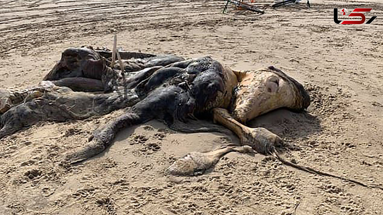 پیدا شدن جانور عجیب الخلقه در ساحل دریا! + عکس / انگلیس