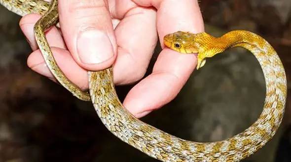 اقدامات حیاتی پس از گزش مار و عقرب؛ مکیدن زخم ممنوع!