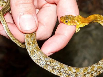 اقدامات حیاتی پس از گزش مار و عقرب؛ مکیدن زخم ممنوع!