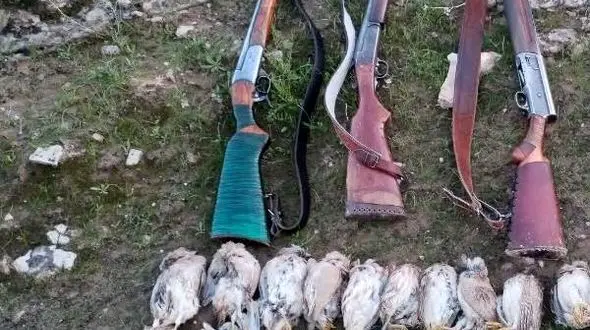 بازداشت شکارچیان بی رحم  تیهو در گچساران  