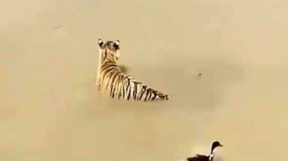 شگرد جالب اردک برای فرار از دست ببر گرسنه! + فیلم