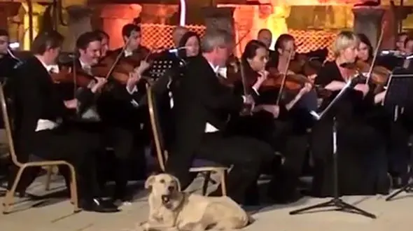 سگ سرگردان هنگام اجرای کنسرت وارد سالن شد و کاری کرد که تشویق شد !+ عکس