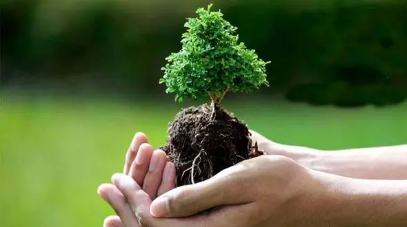 کاشت درخت به روش متفاوت + فیلم 