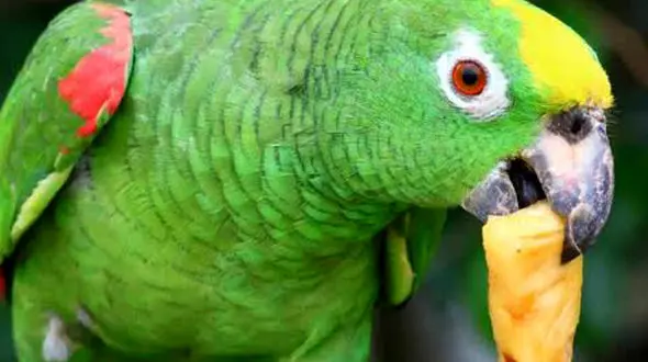 از هوش بالای طوطی تا مرغی که باعث دردسر شد