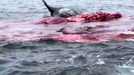 video/ لحظه هولناک منفجر شدن یک نهنگ غول پیکر 