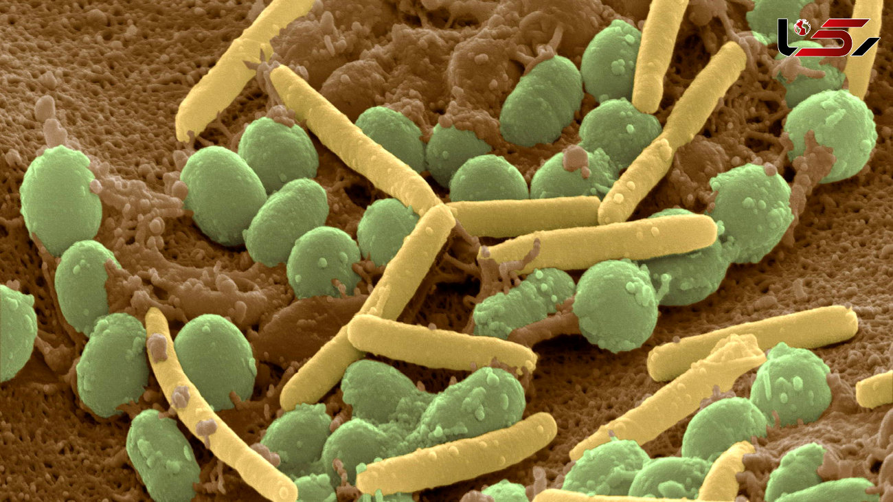 روند تکامل باکتری‌ها در پژوهشی 30 ساله