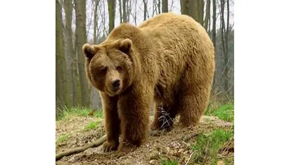 خرس قهوه ای در ماسوله مشاهده شد