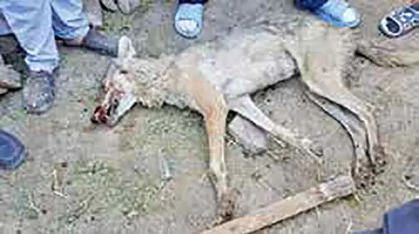 حمله خونین گرگ‌های «هیبریدی» به روستا+عکس گرگ مرده