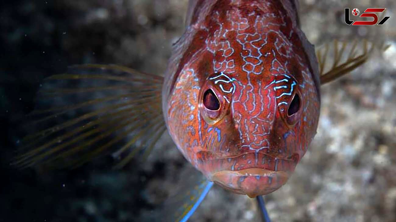 این ماهی از چه چیزی عصبانی است؟+ عکس