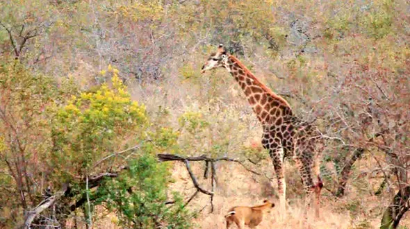 دفاع جانانه زرافه در بین 8 شیر + فیلم