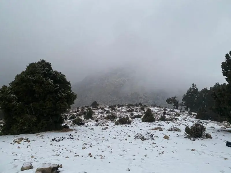 هماگ
