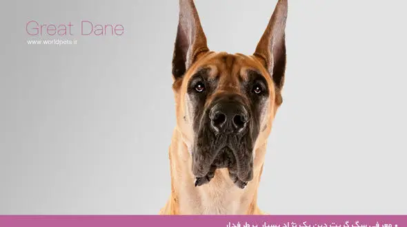 معرفی سگی که یک نژاد بسیار پرطرفدار است