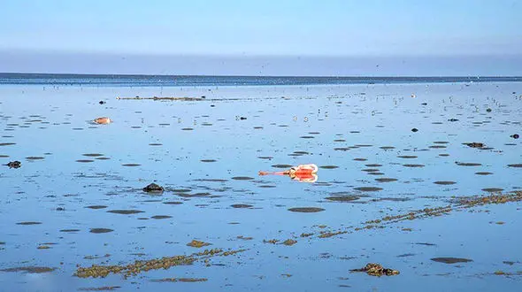 جزئیات مرگ پرندگان میانکاله از زبان رییس سازمان حفاظت محیط زیست