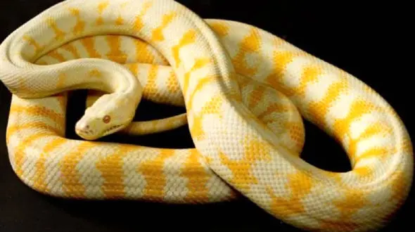 سرقت عجیب مار ۳۰۰ دلاری از یک فروشگاه 