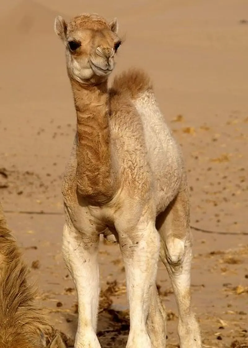 بچه شتر