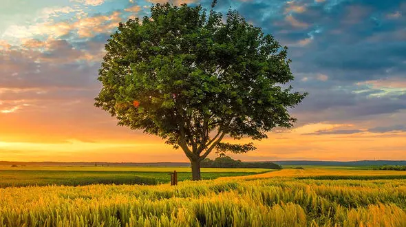 از شالیزار های برنج در بهبهان تا باران تابستانی در مکه