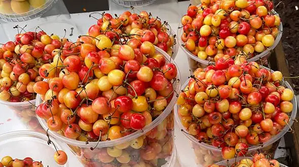  ارزش تغذیه‌‌ ای گیلاس