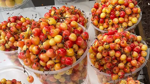  ارزش تغذیه‌‌ ای گیلاس