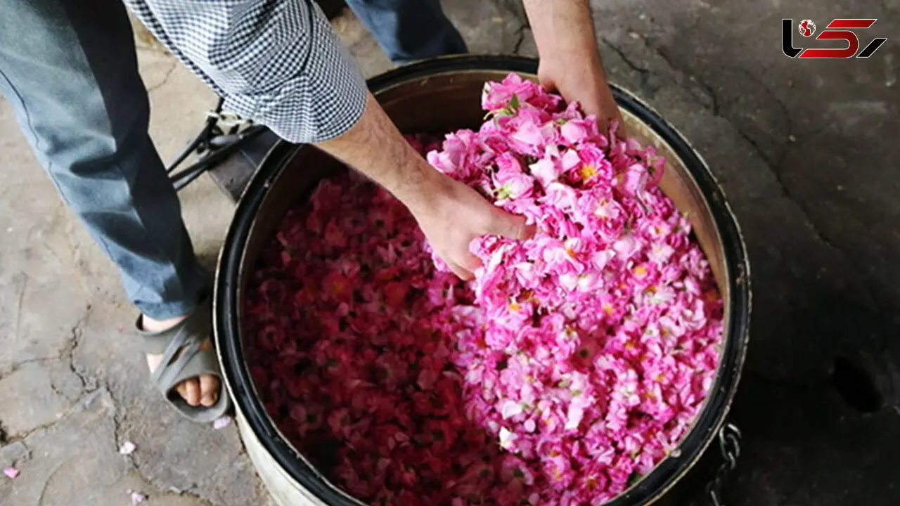 مراحل گلاب گیری به روش سنتی + فیلم