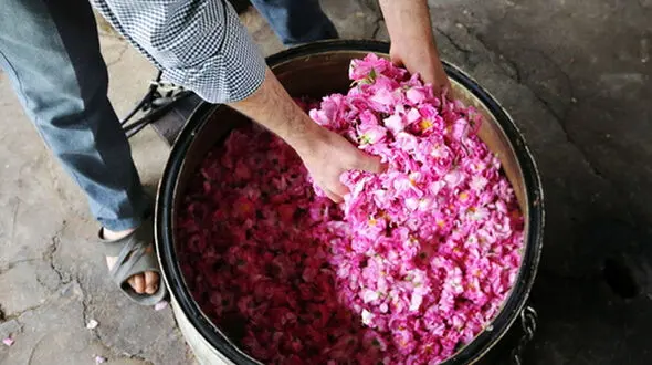 مراحل گلاب گیری به روش سنتی + فیلم