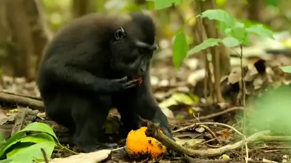 صحنه های دیدنی و جالب از دنیای میمون ها + فیلم