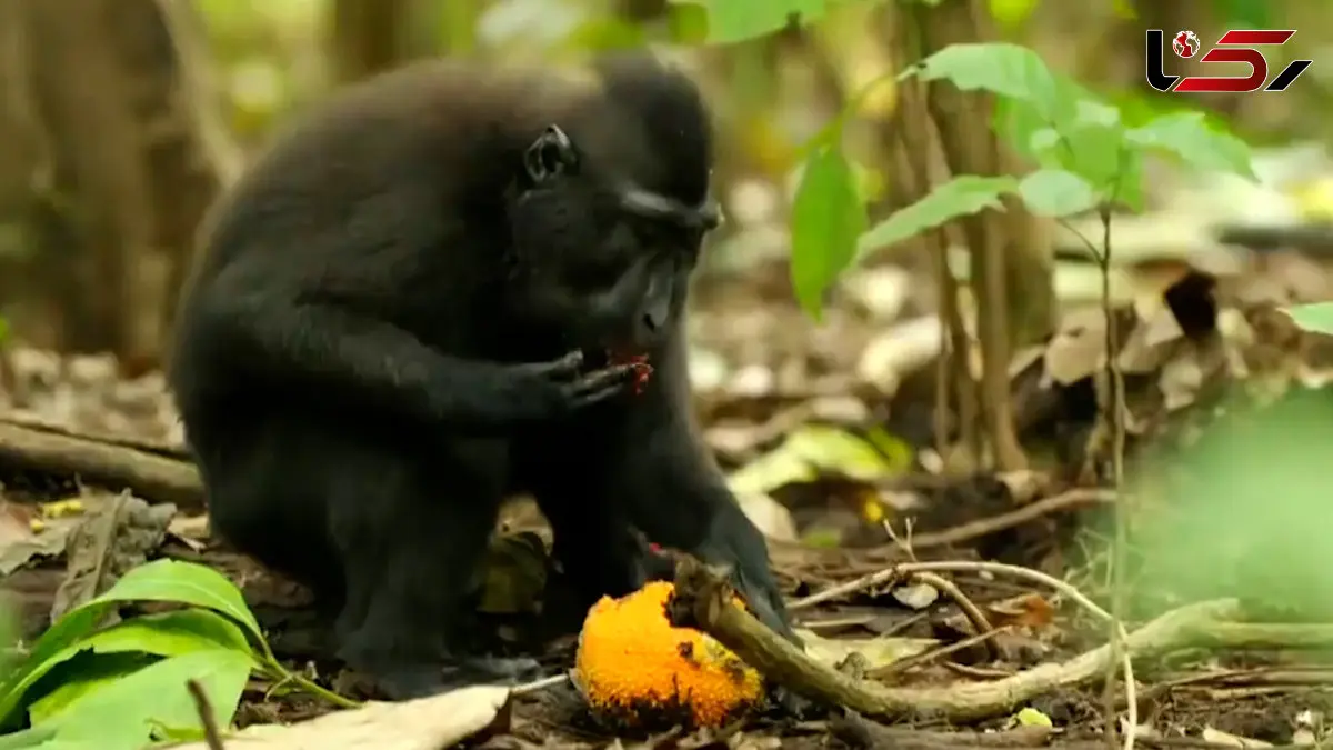 صحنه های دیدنی و جالب از دنیای میمون ها + فیلم