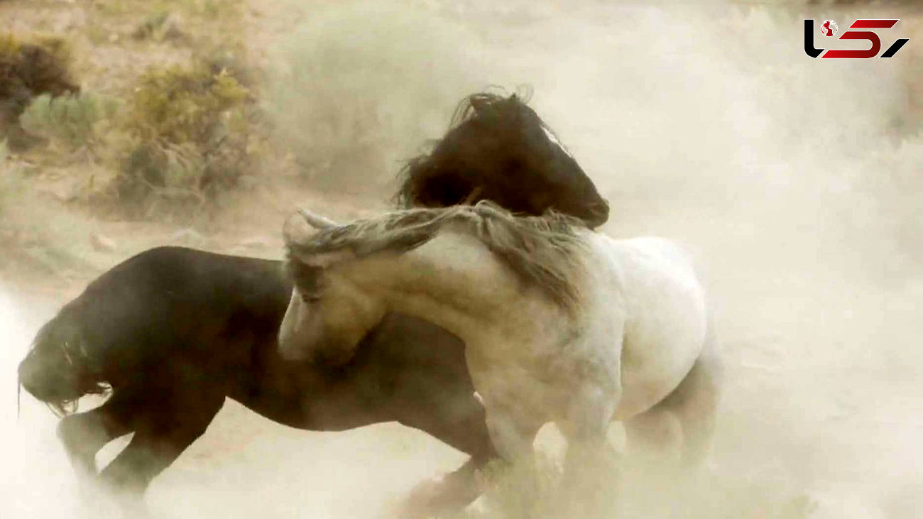 نبرد 2 اسب نر بر سر آب + فیلم