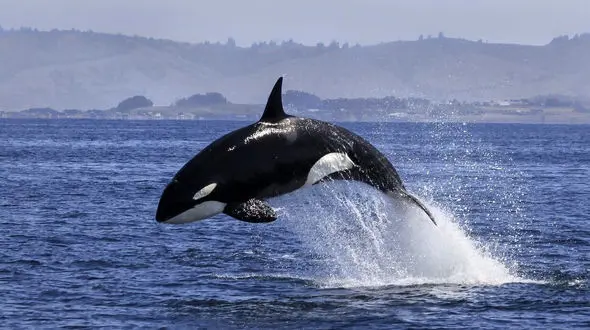 دنیای پیچیده نهنگ ها را بشناسیم + عکس