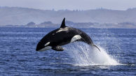 دنیای پیچیده نهنگ ها را بشناسیم + عکس