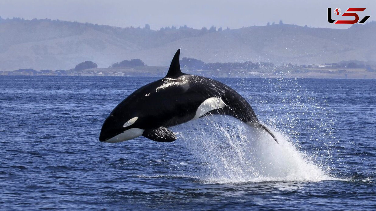 دنیای پیچیده نهنگ ها را بشناسیم + عکس