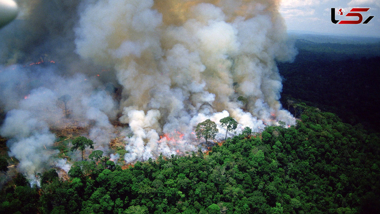 آتش سوزی در جنگل های تنکابن شعله ور شد + جزئیات