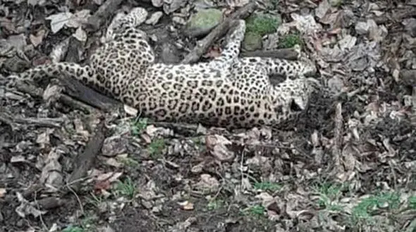 عکس لاشه پلنگ مازندران / عاملان شلیک تحت تعقیب + جزییات